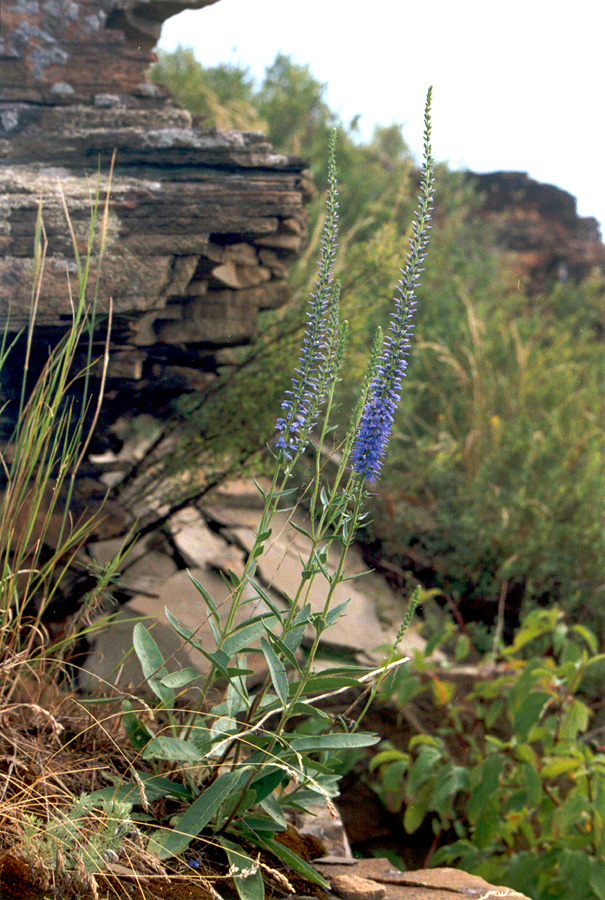 Image of Veronica barrelieri specimen.