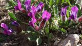 Oxytropis triphylla