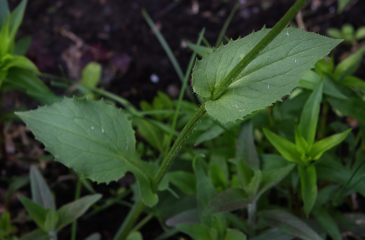 Image of Doronicum carpaticum specimen.