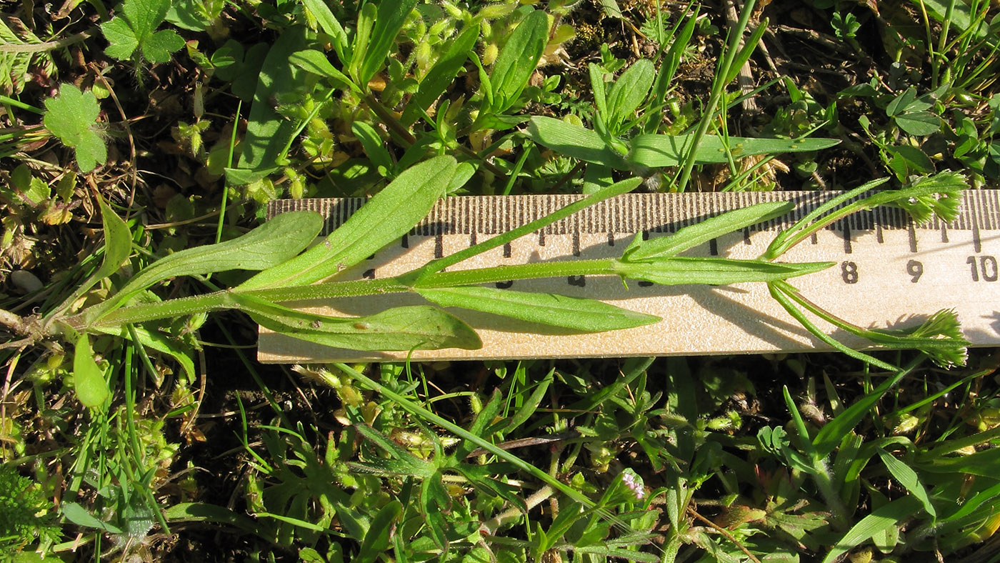 Изображение особи Valerianella dentata.