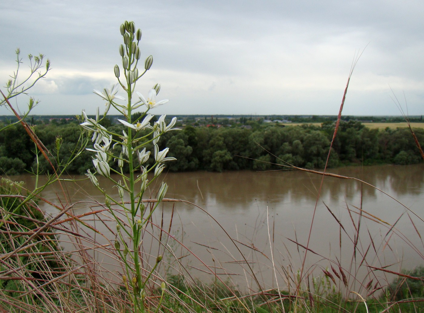 Image of Ornithogalum ponticum specimen.