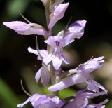 Dactylorhiza saccifera