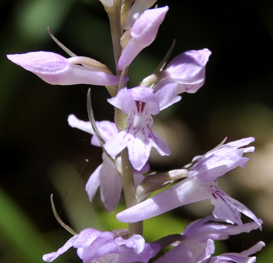 Изображение особи Dactylorhiza saccifera.