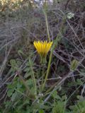 Sonchus tenerrimus