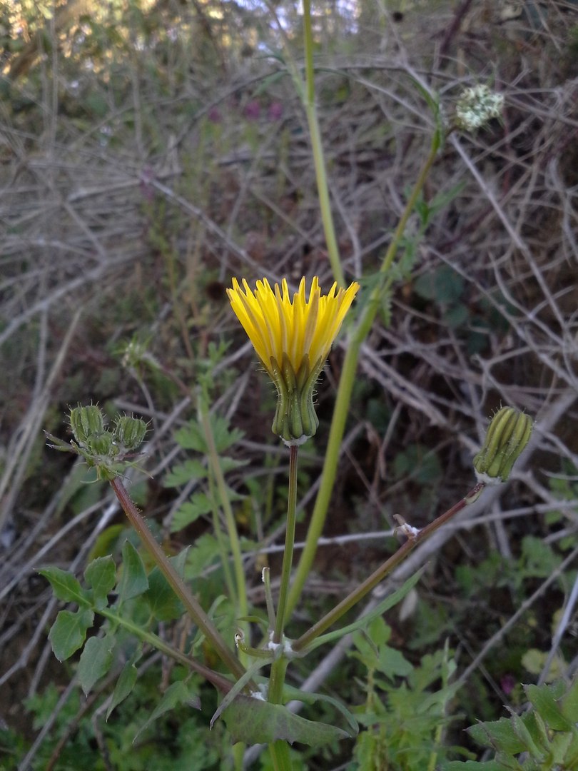 Image of Sonchus tenerrimus specimen.