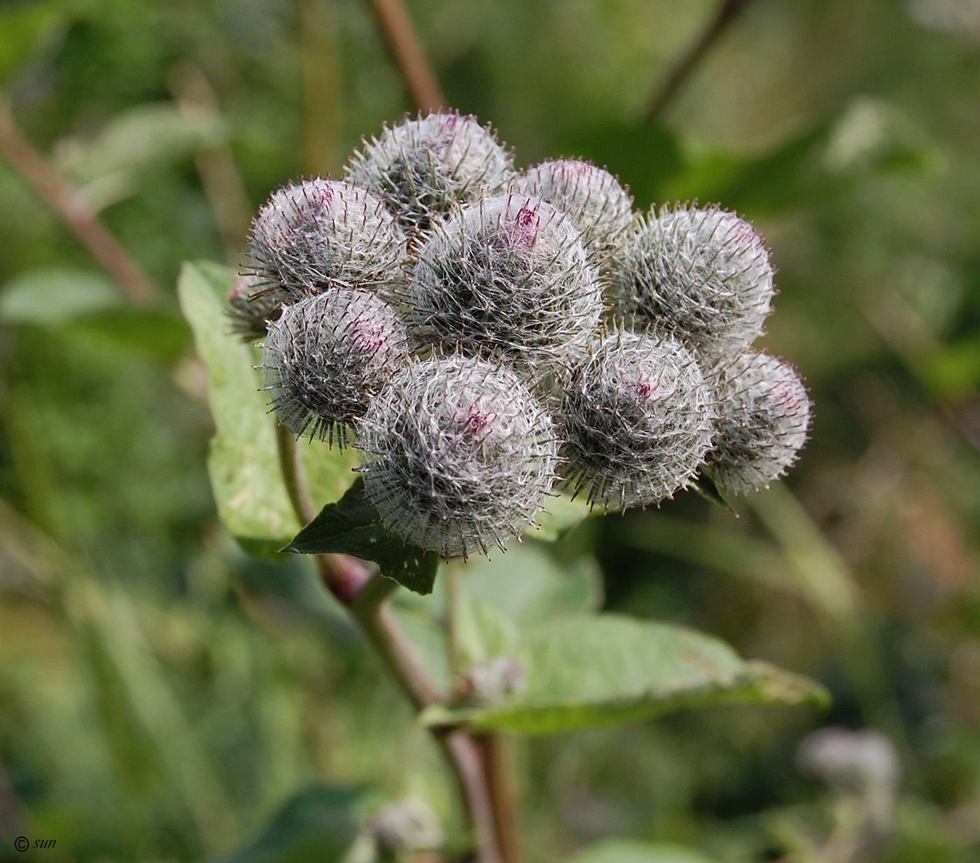 Image of Arctium tomentosum specimen.