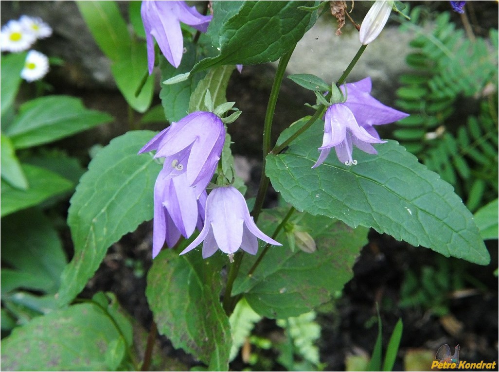 Изображение особи Campanula rapunculoides.