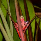 Ananas lucidus