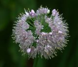 род Allium. Соцветие. Московская обл., Раменский р-н, окр. дер. Хрипань, садовый участок. 31.07.2017.