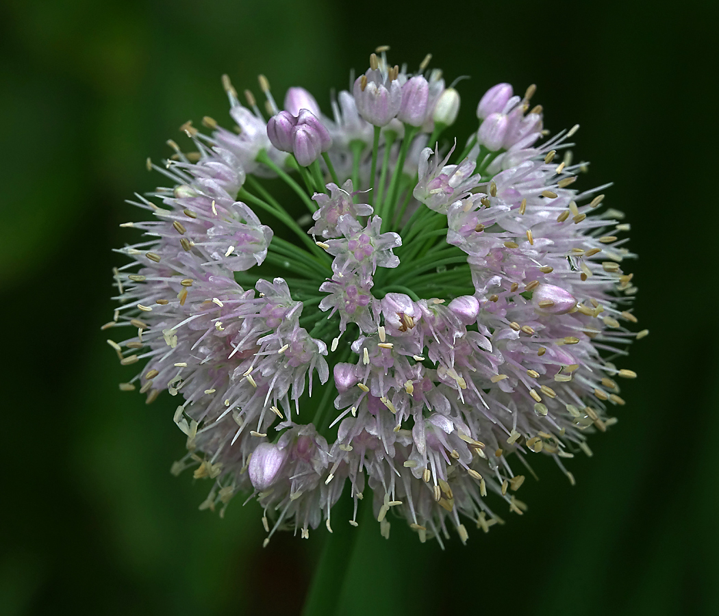 Image of genus Allium specimen.