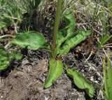 Taraxacum stevenii. Основание цветущего растения. Кабардино-Балкария, Эльбрусский р-н, долина р. Ирикчат, ≈ 2800 м н.у.м. 28.07.2017.