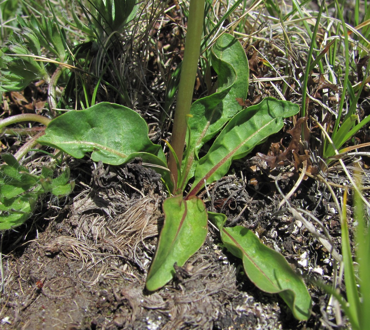 Изображение особи Taraxacum stevenii.