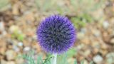 Echinops ruthenicus