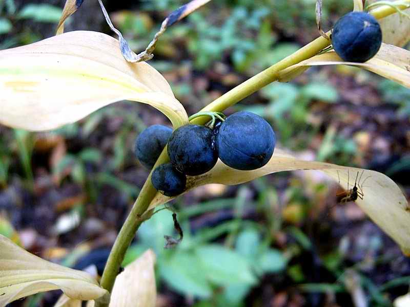 Image of Polygonatum multiflorum specimen.