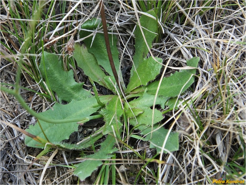Изображение особи Hypochaeris radicata.