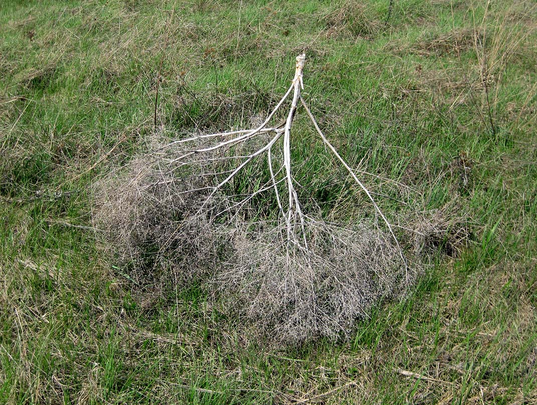 Image of Crambe tataria specimen.