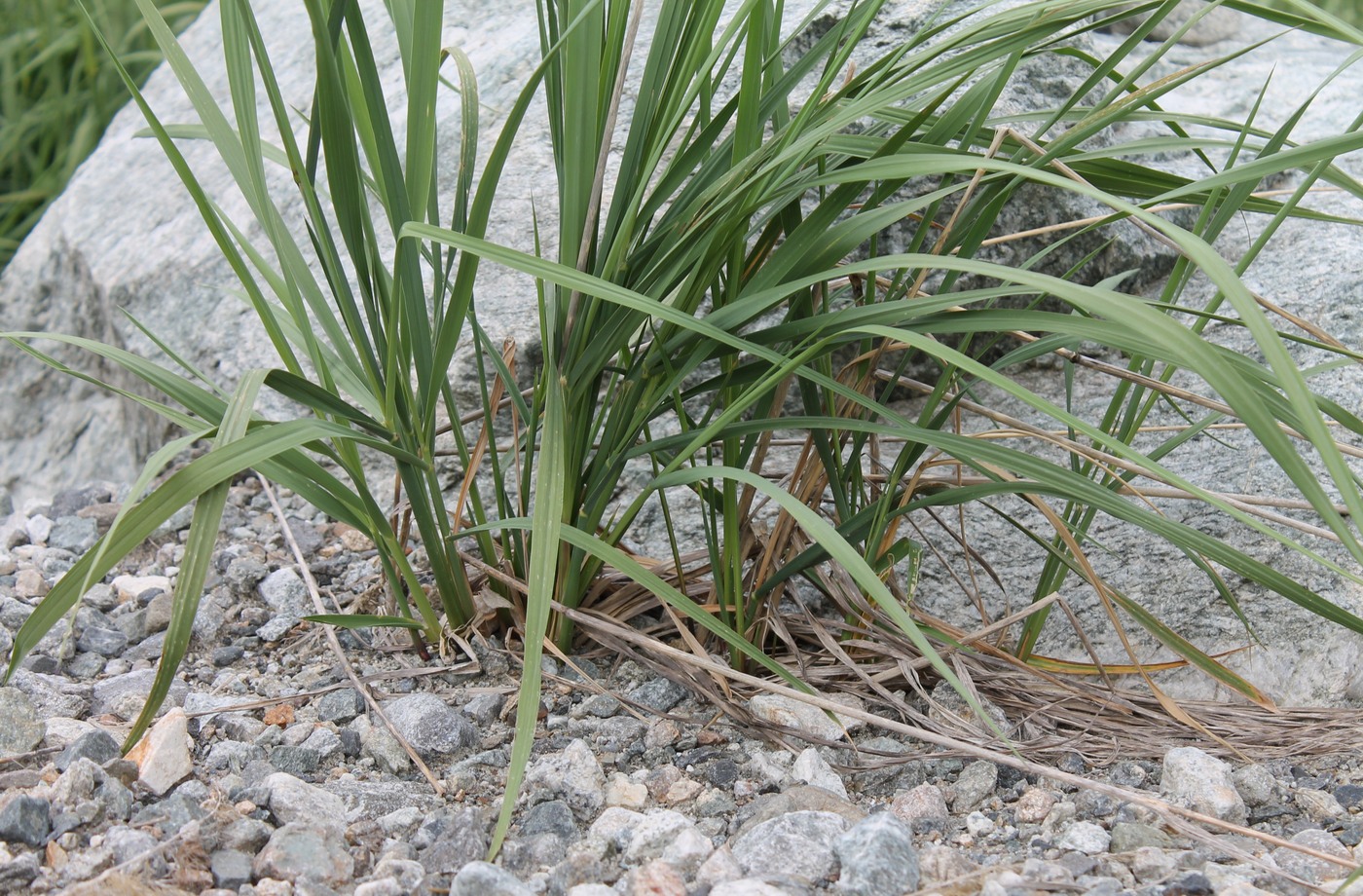 Image of Calamagrostis balkharica specimen.