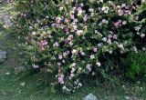 Rosa maracandica. Верхушки ветвей с цветками. Таджикистан, Фанские горы, долина р. Чапдара, ≈ 2500 м н.у.м., подножие осыпающегося сухого склона. 03.08.2017.