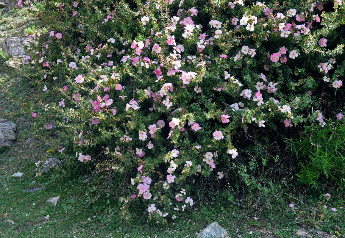 Изображение особи Rosa maracandica.