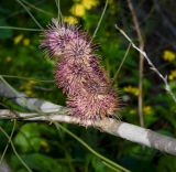 Hakea scoparia