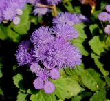 Ageratum houstonianum
