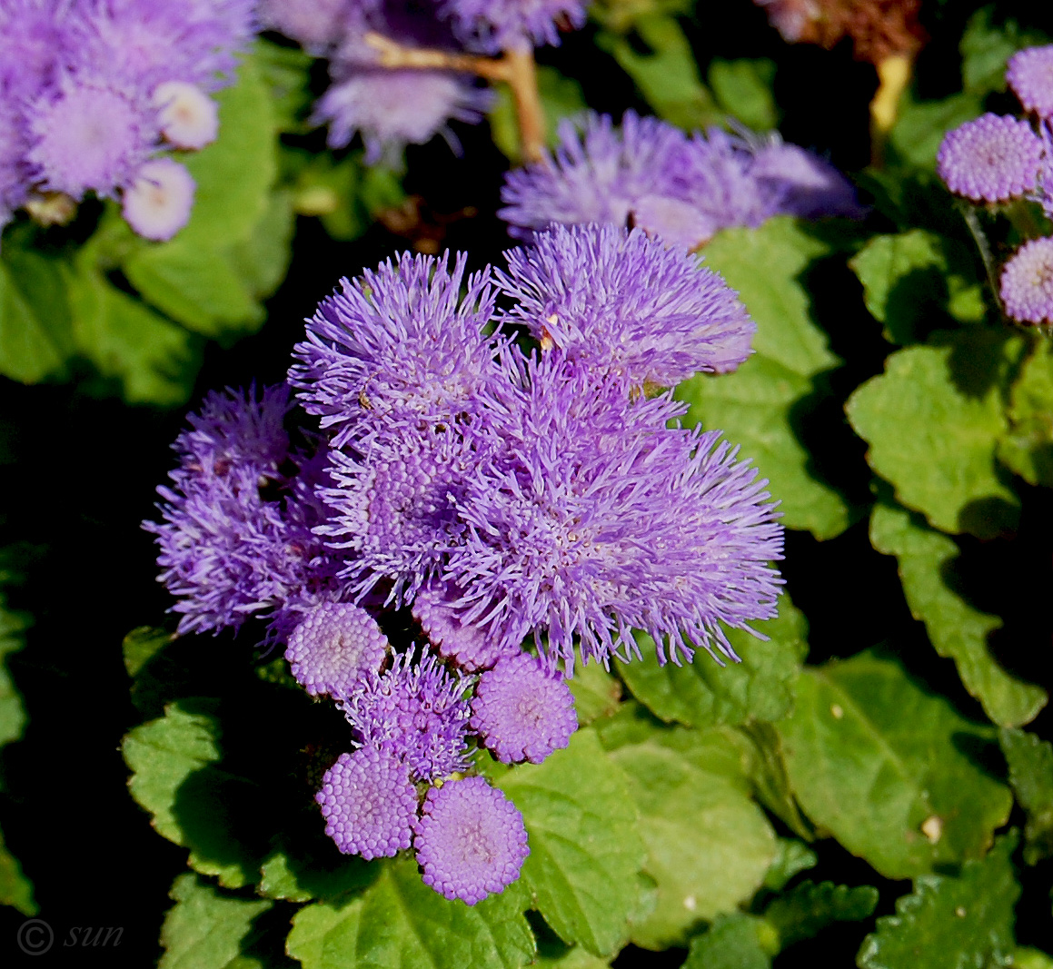 Image of Ageratum houstonianum specimen.