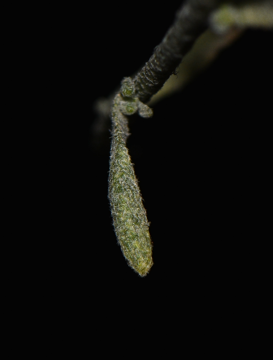 Image of Eremobium aegyptiacum specimen.