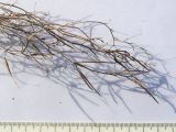 семейство Brassicaceae