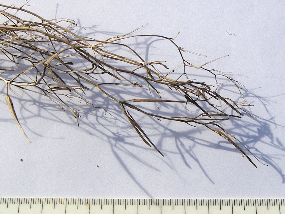 Image of familia Brassicaceae specimen.