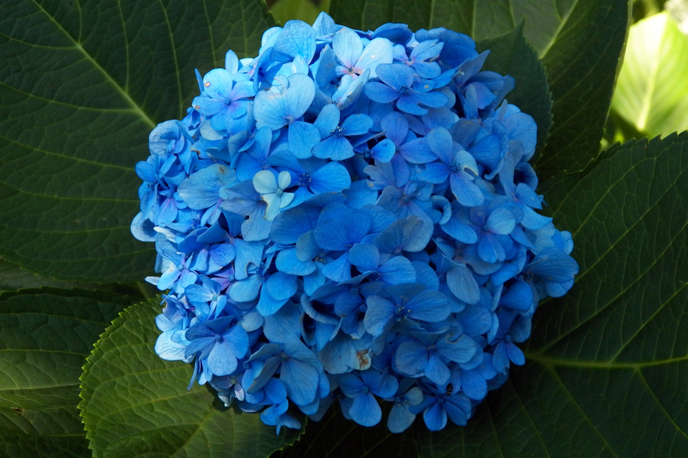 Image of Hydrangea macrophylla specimen.