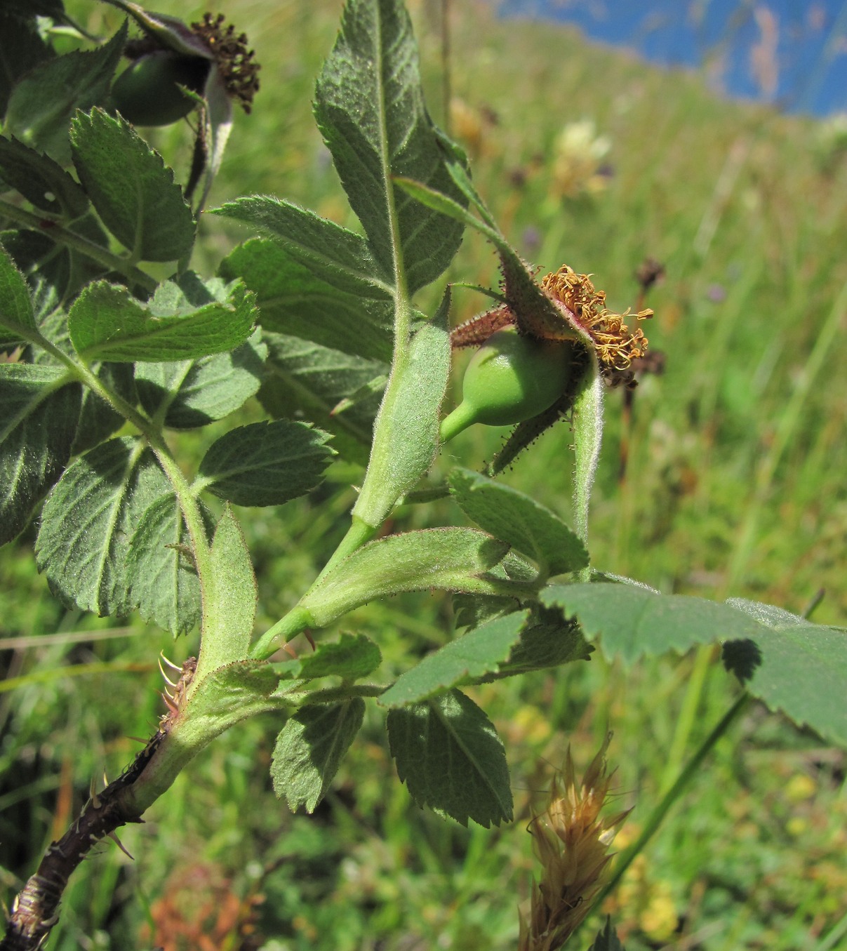 Image of genus Rosa specimen.