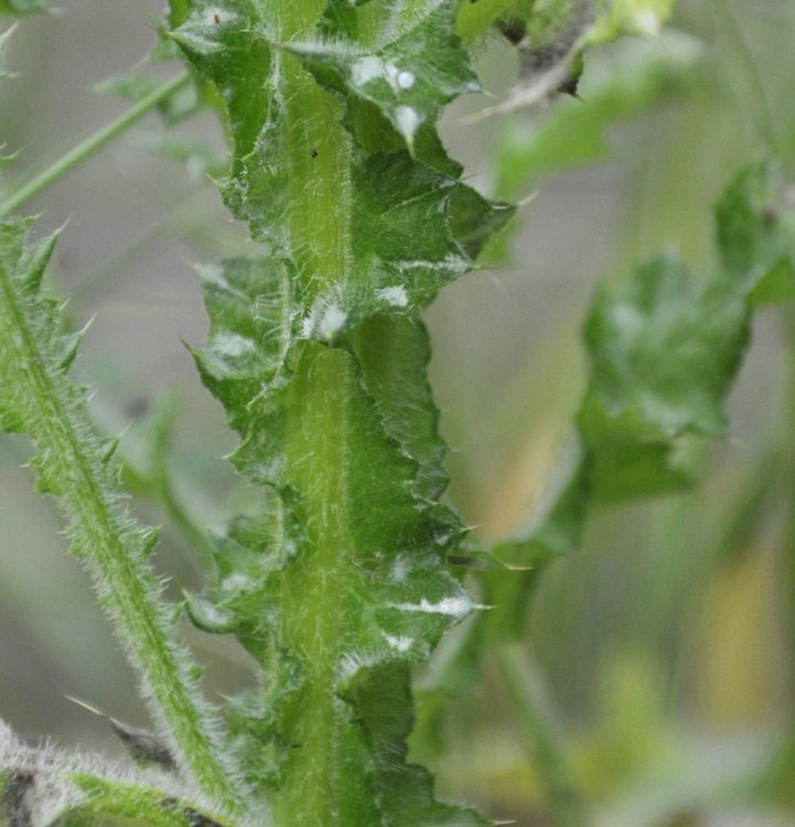 Image of Carduus acicularis specimen.