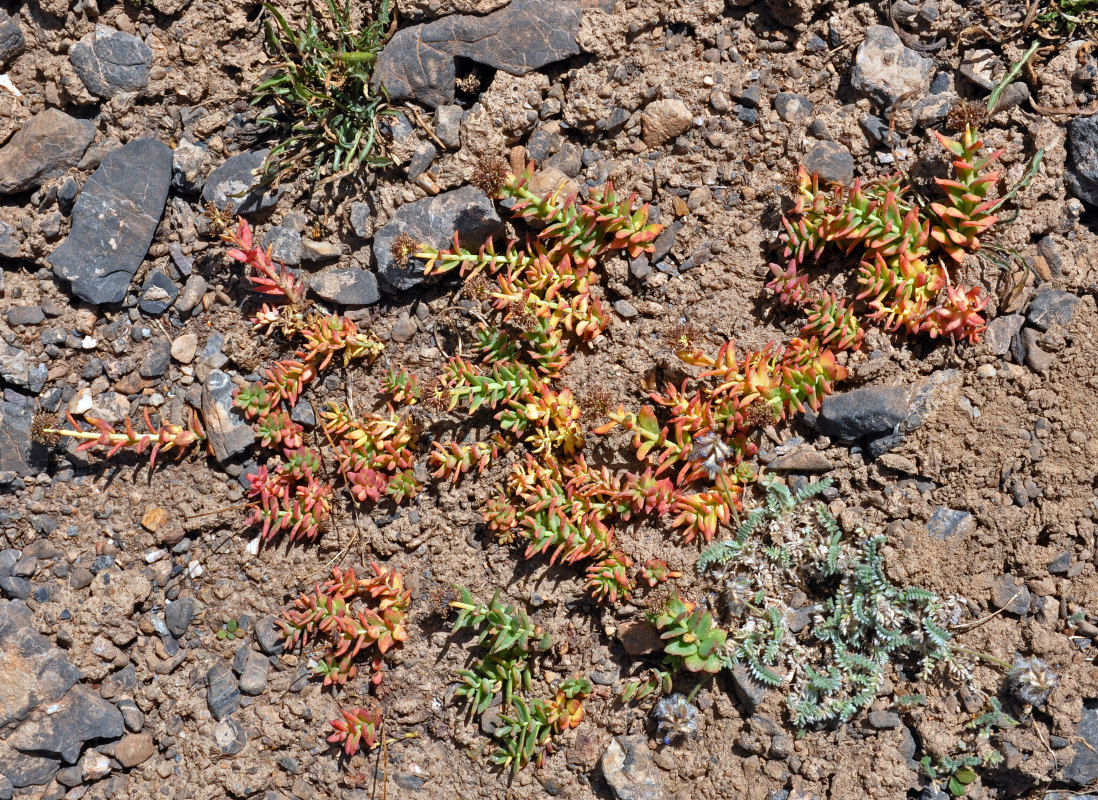 Image of Rhodiola heterodonta specimen.