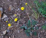 Potentilla sericea