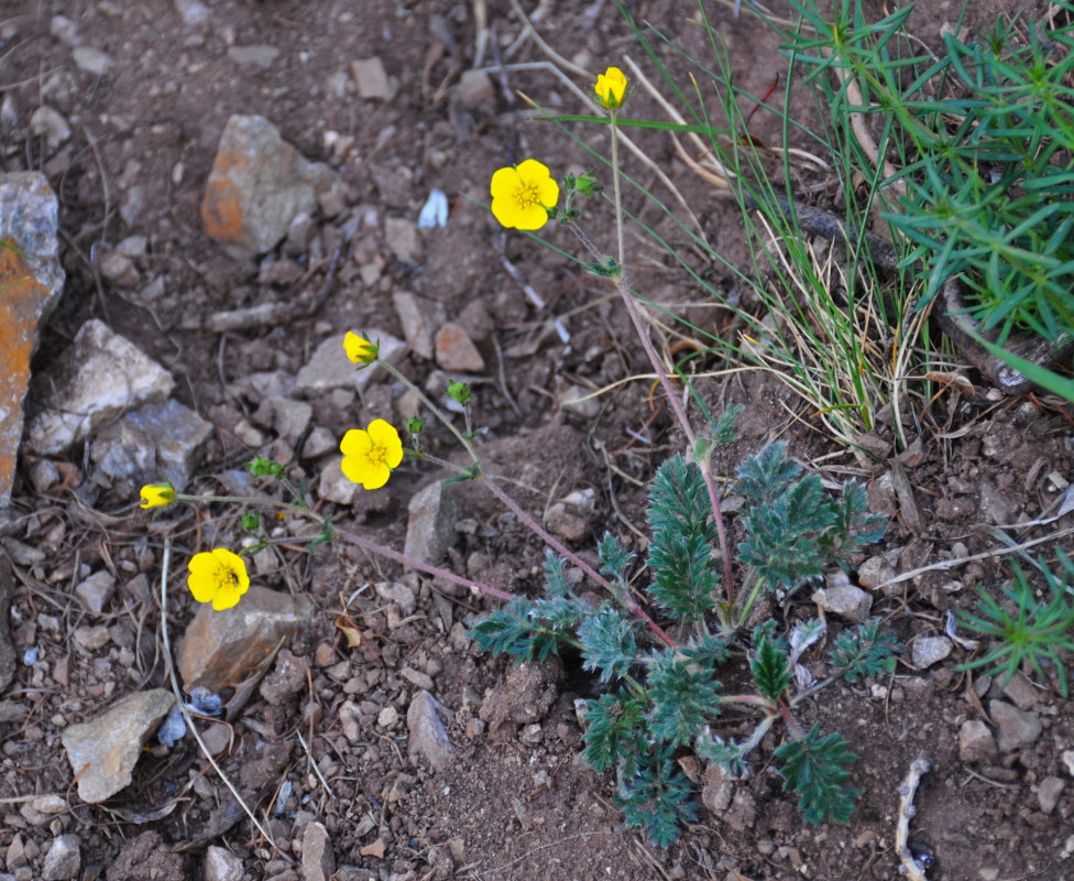 Изображение особи Potentilla sericea.