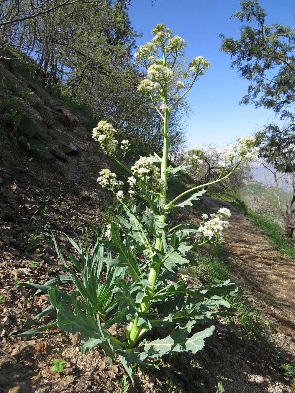Image of Megacarpaea gigantea specimen.