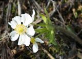 Anemonastrum sibiricum. Верхушка цветущего растения. Камчатский край, между ст. \"Подкова\" и Ключевской группой вулканов, горная тундра. 24.08.2016.