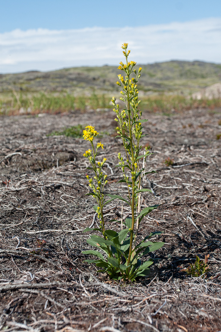 Изображение особи Solidago virgaurea ssp. lapponica.