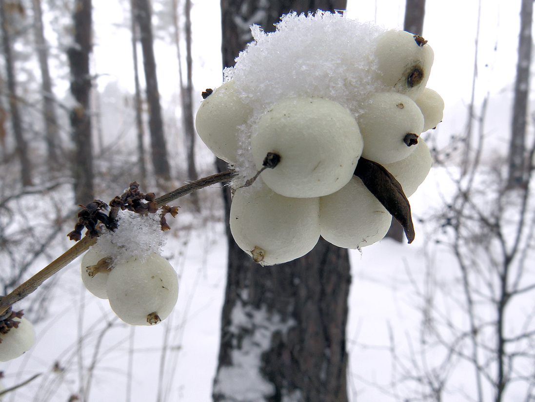 Изображение особи Symphoricarpos albus var. laevigatus.