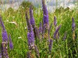 Veronica spicata ssp. bashkiriensis