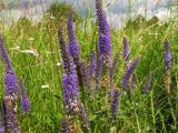 Veronica spicata подвид bashkiriensis. Соцветия. Средний Урал, Свердловская обл., городской округ Первоуральск, окр. с. Слобода, правый берег р. Чусовая, луг над скалистым обрывом. 15.07.2017.