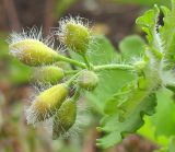 Chelidonium majus