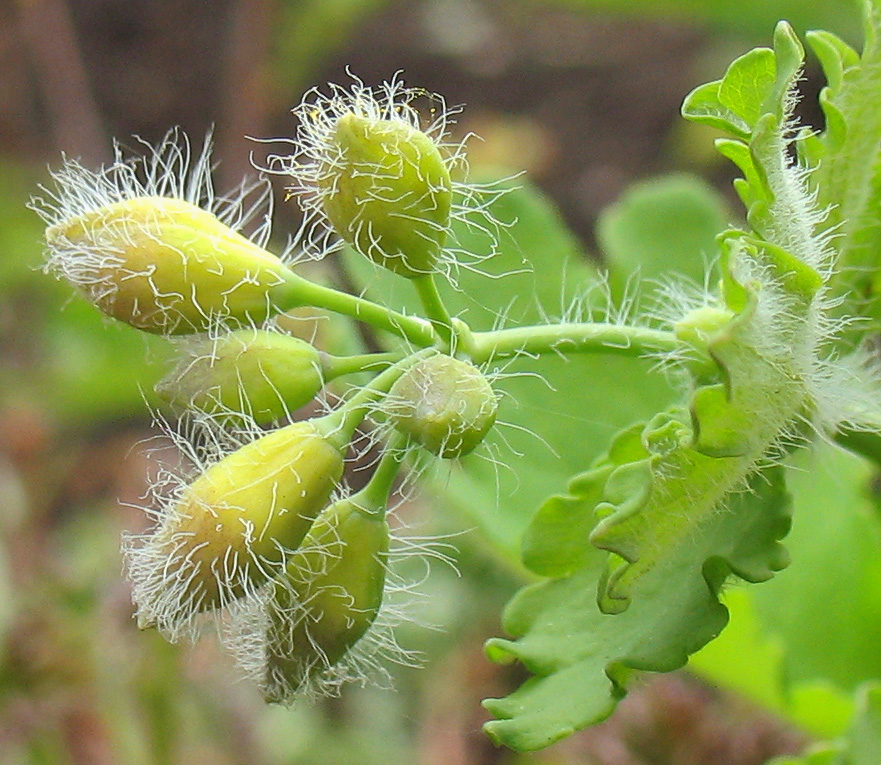 Изображение особи Chelidonium majus.