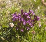 Gentianella caucasea