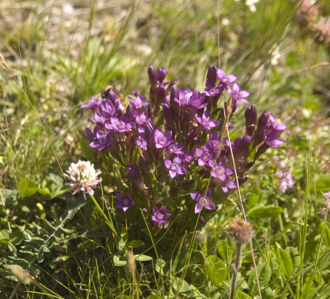 Изображение особи Gentianella caucasea.