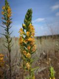 Orthanthella lutea