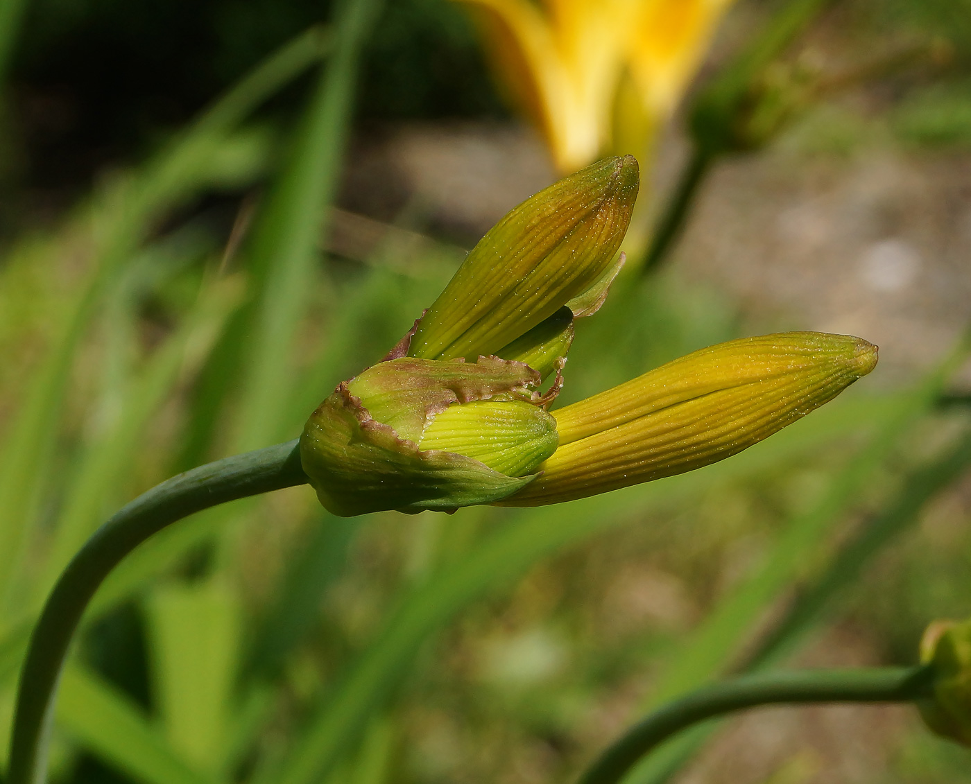 Изображение особи Hemerocallis middendorffii.