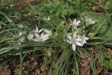 Ornithogalum refractum