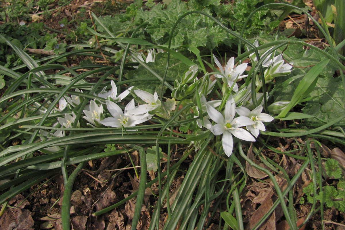 Изображение особи Ornithogalum refractum.