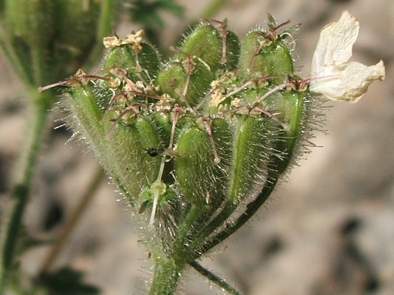 Image of Heracleum ligusticifolium specimen.